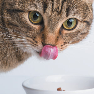 Wet Canned Food for Cats