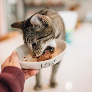 Raw Frozen Food for Cats